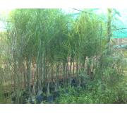 Palmera Cocus Plumosa